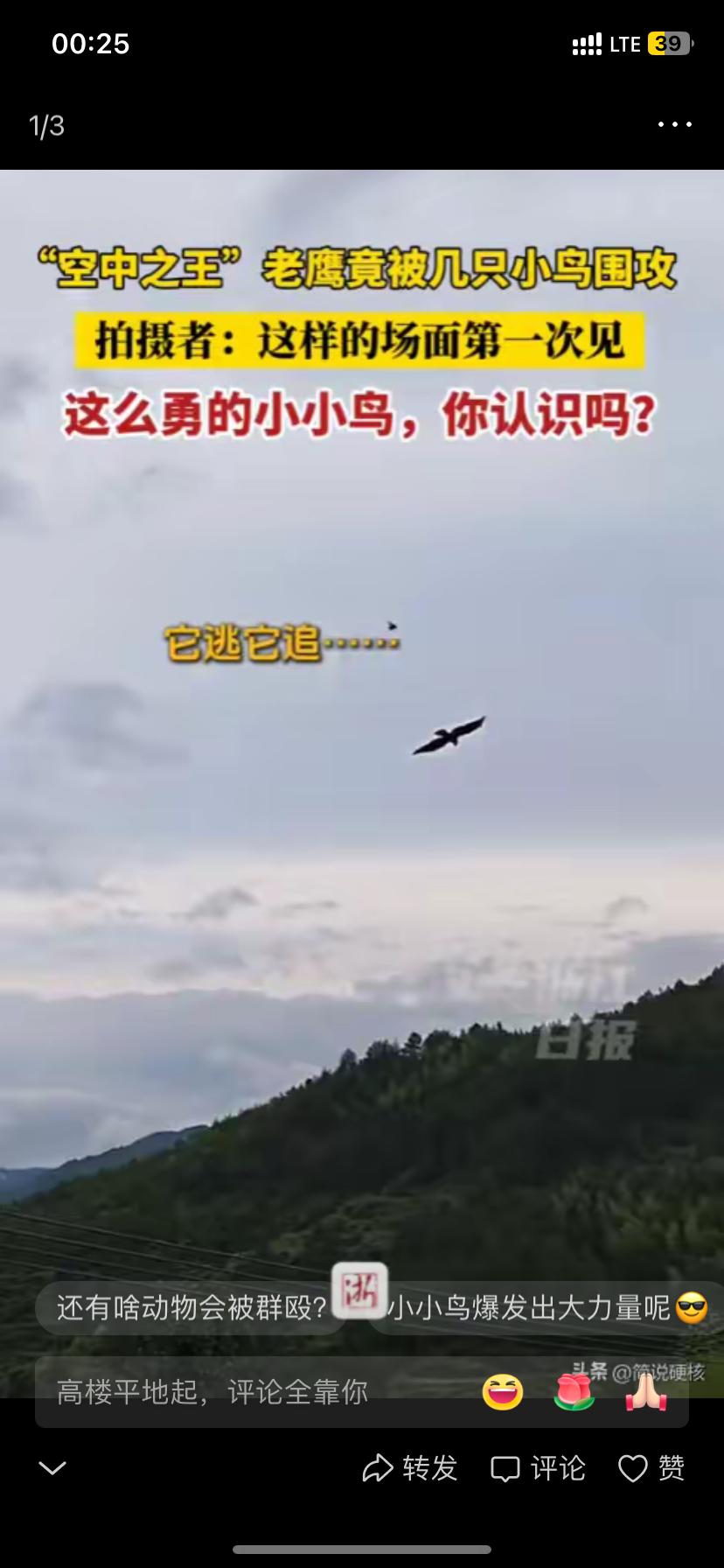 老鹰大胜老鹰,终结两连败的简单介绍 老鹰大胜老鹰,终结两连败的简单介绍